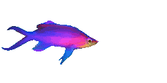 GIF POISSON